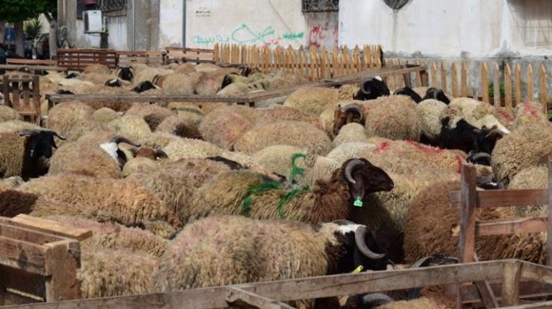 15 شرطا عند ذبح الأضحية .. منها إخفاء السكين وحسن معاملتها