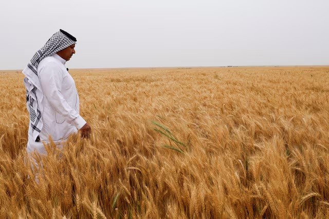 العراق: احتياطيات القمح 3.7 مليون طن.. ولدينا خزين يكفينا لنهاية العام