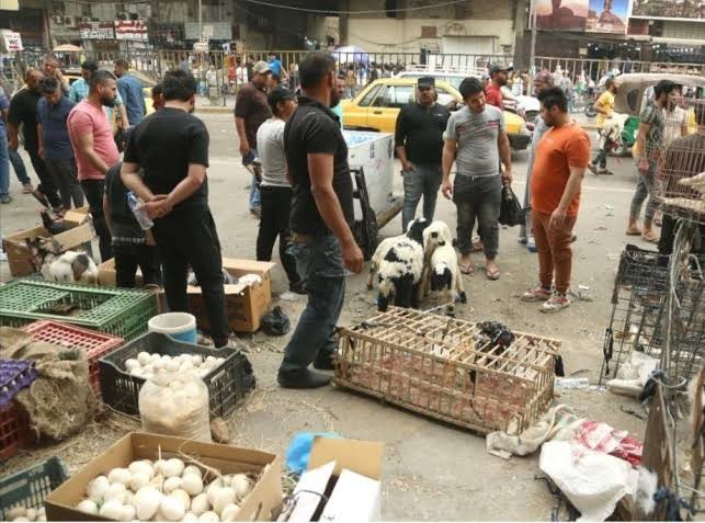 سوق الحيوانات في بغداد.jpeg
