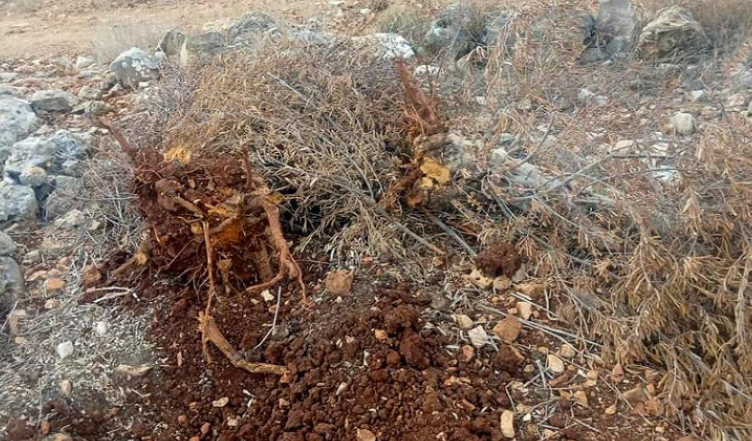 حرب الأشجار في رام الله: إخطارات إسرائيلية جديدة تستهدف لقمة عيش مزارعي نعلين