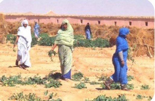 محمد مولود مولاي لحسن يكتب: اللجوء المنسي… حين يصنع الإنسان الحياة بيديه