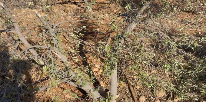 مجزرة الزيتون في ترمسعيا.. المستوطنون يقتلعون 1000 شجرة تحت حماية الجرافات